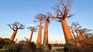 Witnessing the Majestic Tree of Life: A 3,000 Year Journey Under the Golden Sunset - image 3
