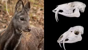 Rare and Endangered Animal Species Unexpectedly Reappears in Vietnam - image 5