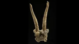 Rare and Endangered Animal Species Unexpectedly Reappears in Vietnam - image 1