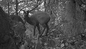 Rare and Endangered Animal Species Unexpectedly Reappears in Vietnam - image 4