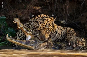 The Most Stunning Wildlife Photography of 2024: A Glimpse into the Animal Kingdom - image 1