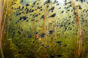The Most Stunning Wildlife Photography of 2024: A Glimpse into the Animal Kingdom - image 0