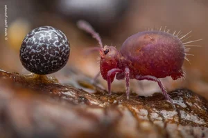 The Most Stunning Wildlife Photography of 2024: A Glimpse into the Animal Kingdom - image 6