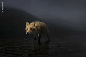 The Most Stunning Wildlife Photography of 2024: A Glimpse into the Animal Kingdom - image 2