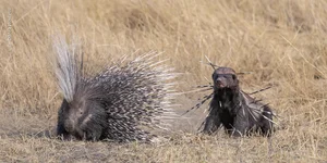 The Most Stunning Wildlife Photography of 2024: A Glimpse into the Animal Kingdom - image 8