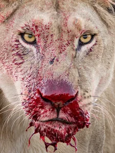 The Most Stunning Wildlife Photography of 2024: A Glimpse into the Animal Kingdom - image 10