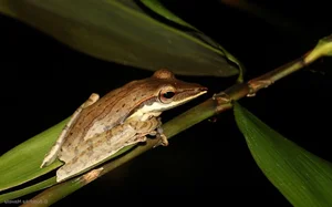 Nature’s Hidden Gem: The Rare Long-Nosed Frog of Southeast Asian Rainforests - image 0