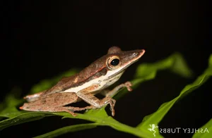 Nature’s Hidden Gem: The Rare Long-Nosed Frog of Southeast Asian Rainforests - image 2