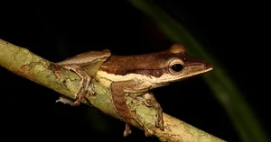 Nature’s Hidden Gem: The Rare Long-Nosed Frog of Southeast Asian Rainforests - image 1