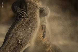 Breathtaking Wild Nature and Landscape Photography: The Best Visuals of 2024 - image 10