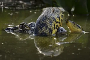 Breathtaking Wild Nature and Landscape Photography: The Best Visuals of 2024 - image 1