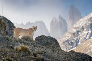 Breathtaking Wild Nature and Landscape Photography: The Best Visuals of 2024 - image 3