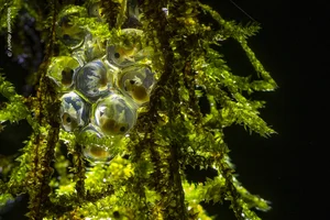 Breathtaking Wild Nature and Landscape Photography: The Best Visuals of 2024 - image 8