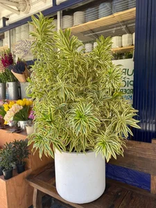 4 Golden-Leafed Plants to Attract Wealth and Prosperity to Your Home - image 6