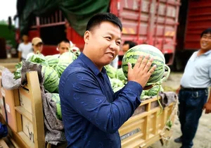 The Unique Art of Watermelon Inspection: A High-Earning Profession in Agriculture - image 7