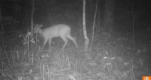 Rare Wildlife Sightings: Otters and Hornbills Discovered at Chu Mom Ray National Park - image 3