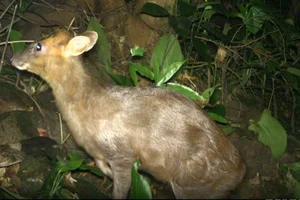 Rare Wildlife Sightings: Otters and Hornbills Discovered at Chu Mom Ray National Park - image 1