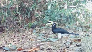 Rare Wildlife Sightings: Otters and Hornbills Discovered at Chu Mom Ray National Park - image 4