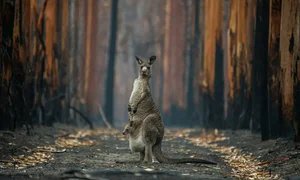 Top 10 Safest Countries for Your Next International Adventure in 2024 - image 3