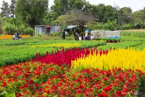 Blooming Beauty: Exploring the Largest Tet Flower Field in Binh Duong - image 2
