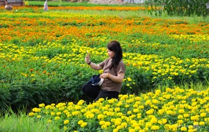 Blooming Beauty: Exploring the Largest Tet Flower Field in Binh Duong - image 4