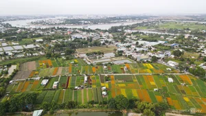 Blooming Beauty: Exploring the Largest Tet Flower Field in Binh Duong - image 7