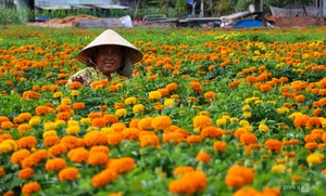 Blooming Beauty: Exploring the Largest Tet Flower Field in Binh Duong - image 6