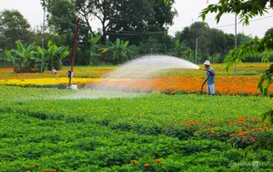 Blooming Beauty: Exploring the Largest Tet Flower Field in Binh Duong - image 5