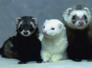 Discover the Mysterious Charm of Ferrets - The Intelligent and Playful Companion - image 7
