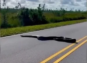 Travel Shock: Encountering a Massive Beast on the Road Trip - image 0