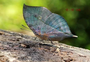 Discover the Master of Camouflage: Vietnam's Remarkable Leaf Butterfly - image 0