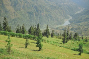 Suoi Thau Plateau: Discover the Breathtaking Buckwheat Flower Season in Ha Giang - image 0