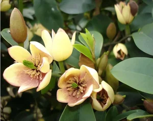 Discover Michelia Figo: The Banana-Scented Plant That Brings Luck and Fragrance Home - image 3