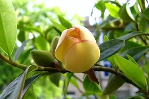 Discover Michelia Figo: The Banana-Scented Plant That Brings Luck and Fragrance Home - image 0