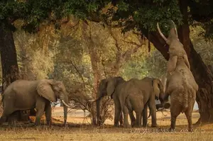 Witness the majestic African Elephants in the pristine 'land of divine lakes'. - image 0