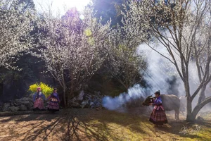 Discover the Ethereal Beauty of Lùng Phình During Plum Blossom Season - image 6