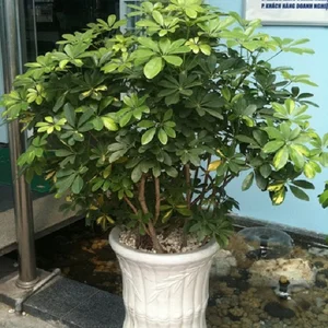 Smart Front Yard Planting Solutions for Enhanced Curb Appeal and Positive Feng Shui - image 3