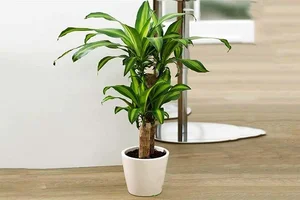 Smart Front Yard Planting Solutions for Enhanced Curb Appeal and Positive Feng Shui - image 1