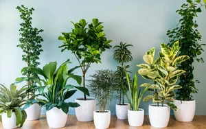 Smart Front Yard Planting Solutions for Enhanced Curb Appeal and Positive Feng Shui - image 2