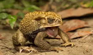 Unraveling the Terror: The Giant Cane Toad - World's Most Dangerous Invasive Species. - image 0