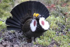 The Majestic Courtship Dance of the Dusky Grouse in North America - image 6