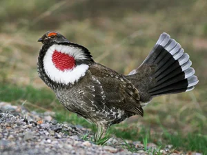 The Majestic Courtship Dance of the Dusky Grouse in North America - image 0
