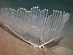 Top New Fascinating Animals: Discover Unique Wildlife from Nature - image 0