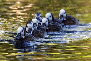 Discover the Unique Whistling Ducks of Vietnam: A Fascinating Look at Local Wildlife - image 4