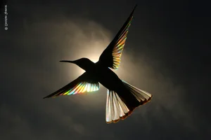 Nature’s Grandeur: Most Impressive Wild Nature and Landscape Photos of 2024 - image 0