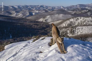 Nature’s Grandeur: Most Impressive Wild Nature and Landscape Photos of 2024 - image 8