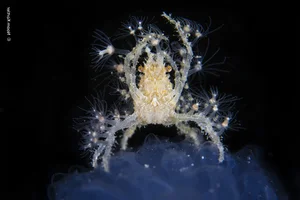 Nature’s Grandeur: Most Impressive Wild Nature and Landscape Photos of 2024 - image 3