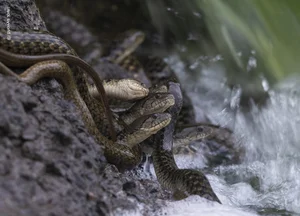 Nature’s Grandeur: Most Impressive Wild Nature and Landscape Photos of 2024 - image 6