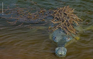 Nature’s Grandeur: Most Impressive Wild Nature and Landscape Photos of 2024 - image 12