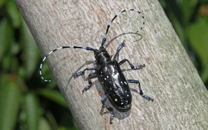 Vietnam’s Most Unique Insects: Discovering the Long-Antennae Wonders of the Tropical Forest - image 7